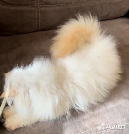Персидский котик