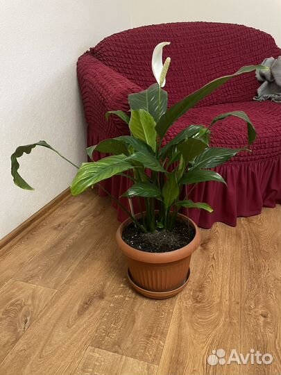 Спатифиллум