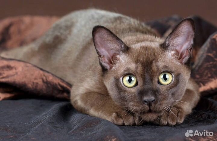 Бурманская