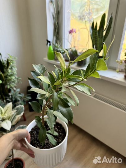 Фикус бенджамина