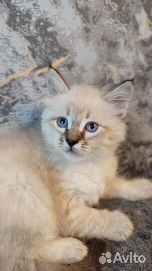 Шотландские котята белые