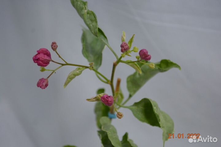 Бугенвиллея 