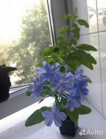 Свинчатка голубая и красная. Иксора