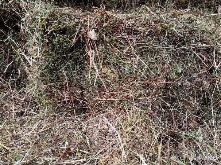 Продам сено