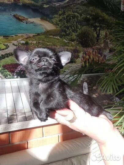 Чихуахуа мальчик мини