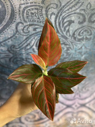 Тайские красотки Аглаонемы