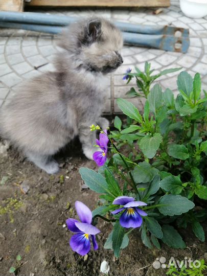 Котята