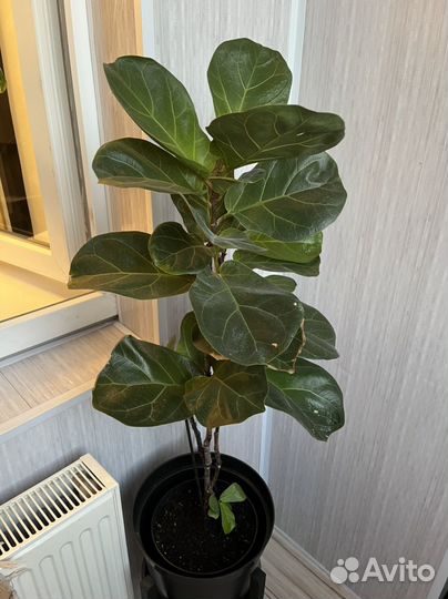 Фикус лирата бамбино