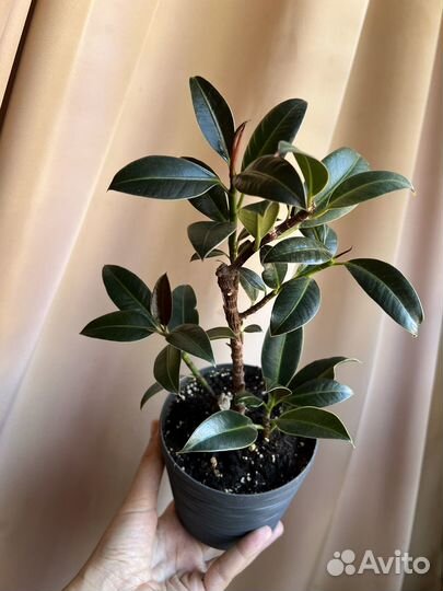 Фикус Мелани