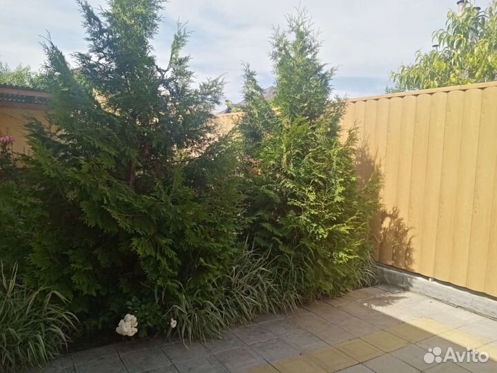 Хвойное дерево