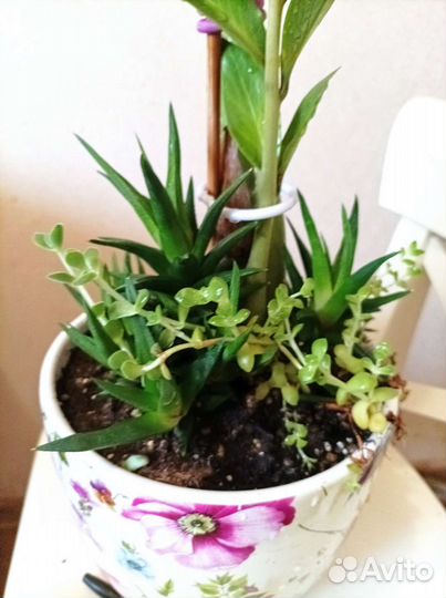 Замиокулькас с суккулентами