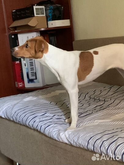 Джек Рассел терьер бесплатно (парсон )