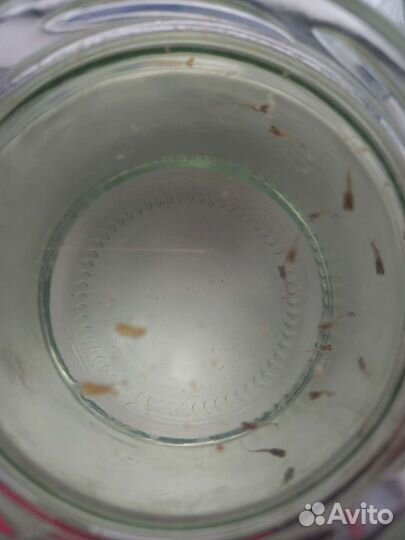 Мальки гуппи