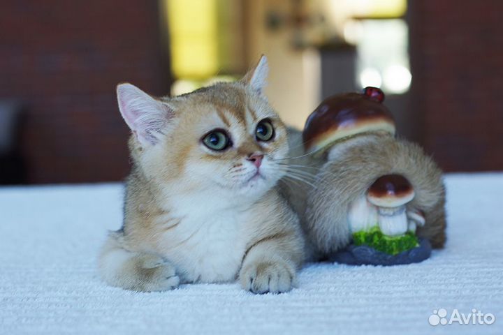Золотая короткошерстная девочка