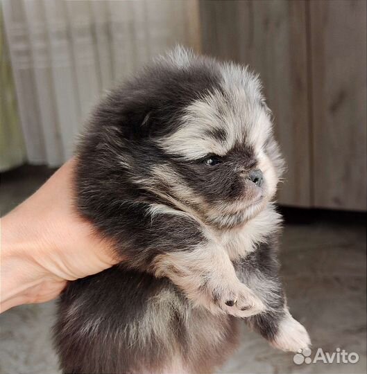 Мраморные медведи и другие шпицы щенки