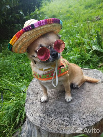 Вязка. Мини кобель Чихуахуа