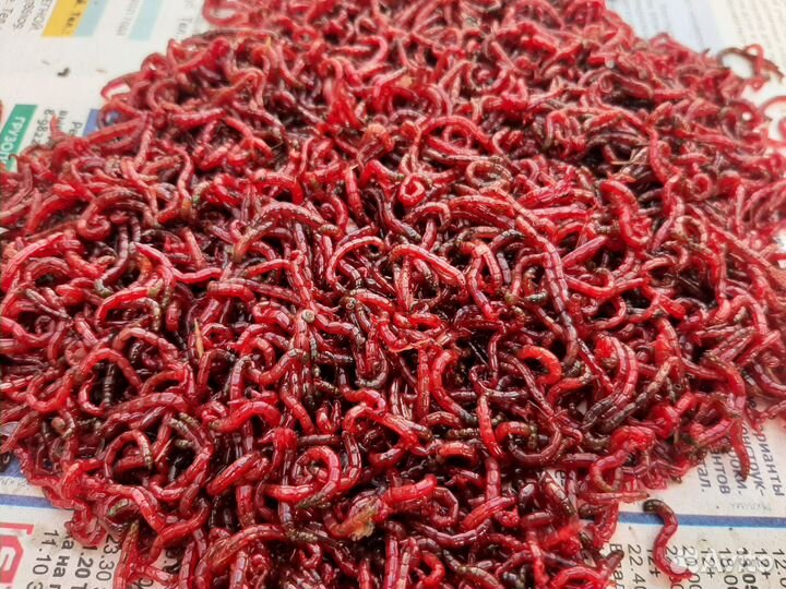 Мотыль уральский оптом от заготовителя