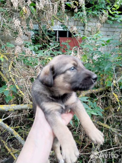 Щенки в добрые руки