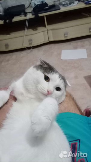 Вислоухий кот в дар