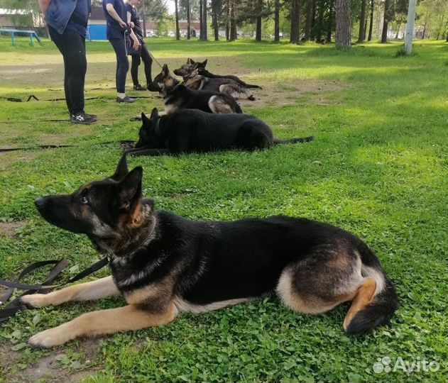 Дрессировка и воспитание собак. Кинолог