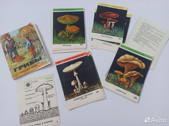 Карточки грибы москва 1979 СССР