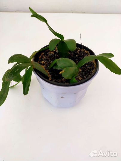 Комнатные растения