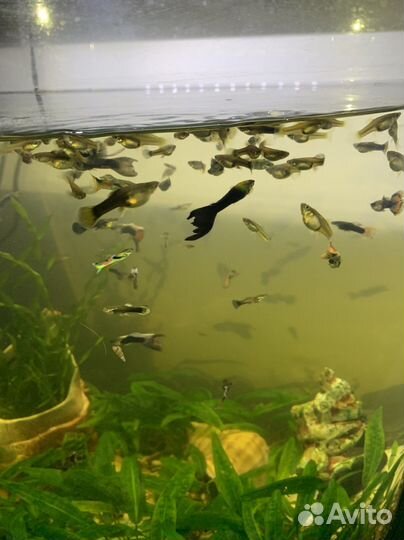 Рыбки гуппи. за 15 штук