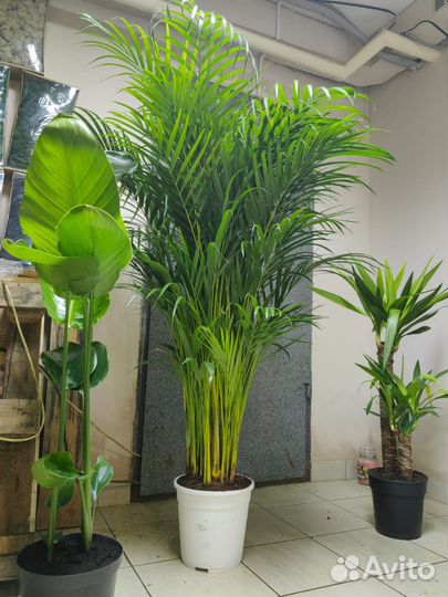 Растения. Стрелиция. Юкка. Хризолидокарпус