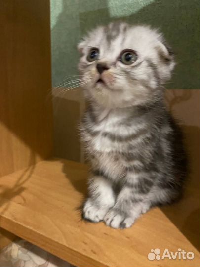 Шотландские котята