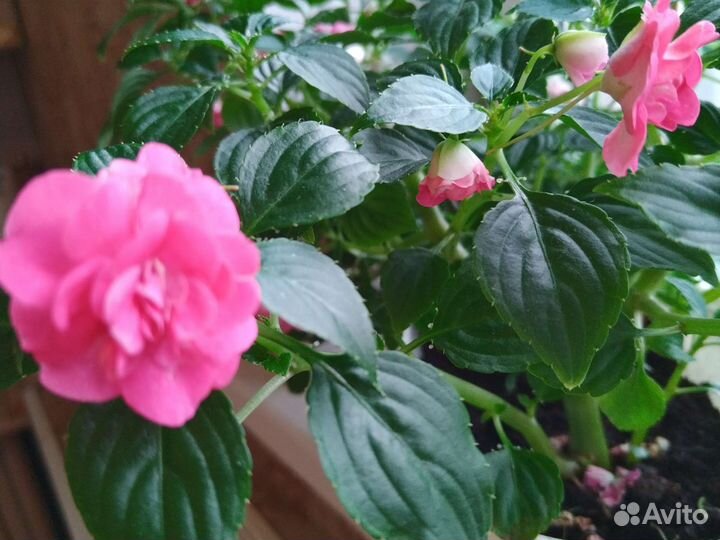 Бальзамин махровый сортовой