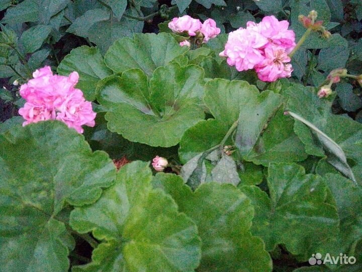 Домашние цветы