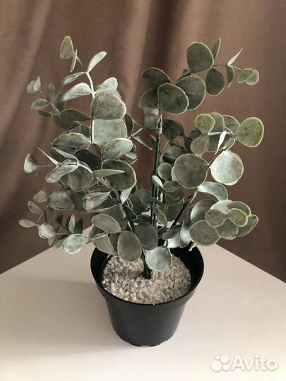 Искусственная зелень, Эвкалипт