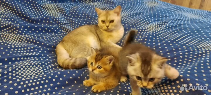 Шотландские котята