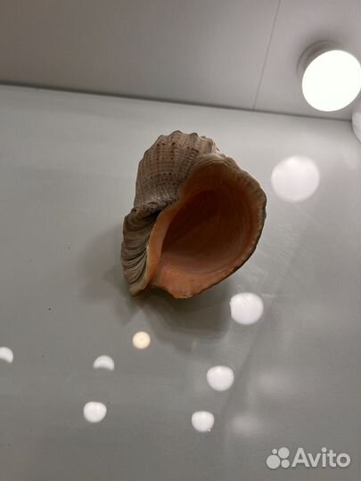 Набор морских ракушек