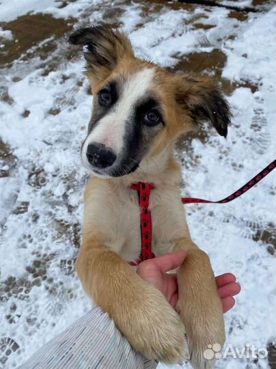 Щенок ищет родителей