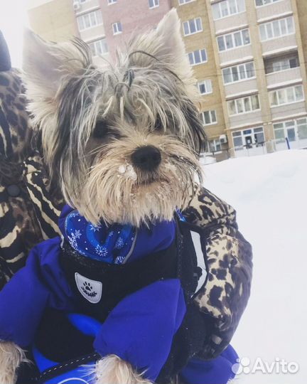 Йоркширский терьер