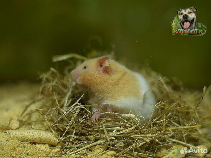 Продам хомячков