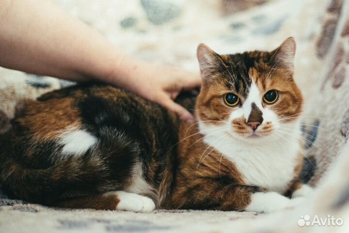 2е кошки в добрые руки