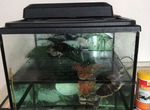 Черепашки с аквариумом
