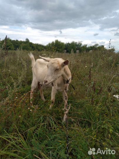 Коза дойная