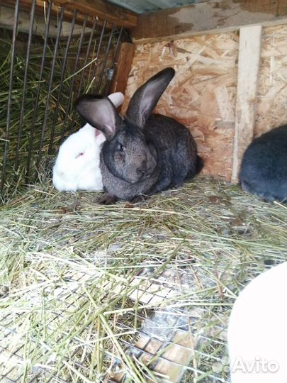 Кролики мясных пород