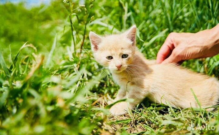 Котенок мальчик 2,5 мес