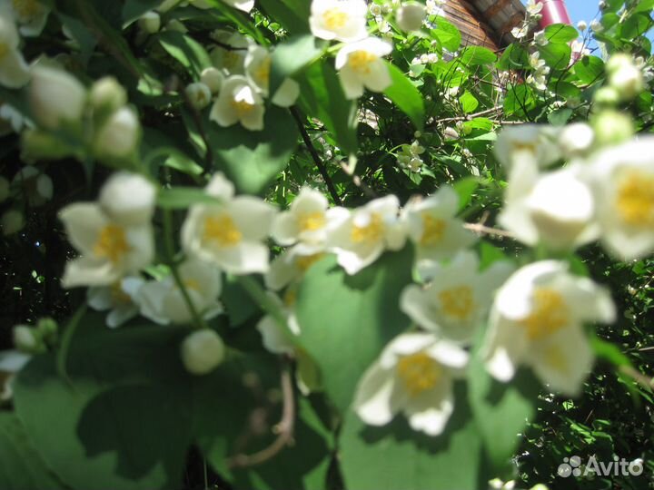 Очень Большой куст жасмина