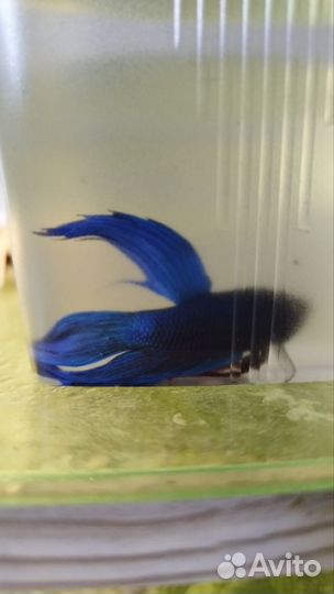 Аквариумные рыбки петушки