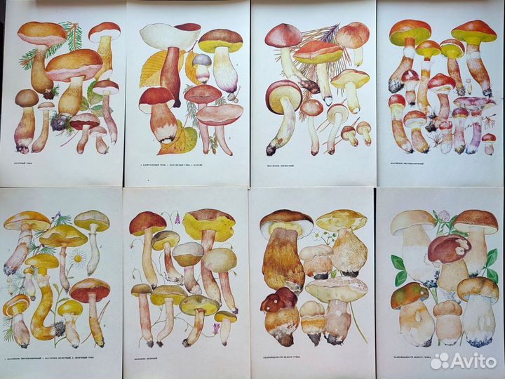 Ботанические иллюстрации грибы