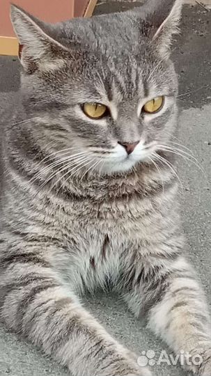 Подбросили кота, молодой воспитанный, нужен дом