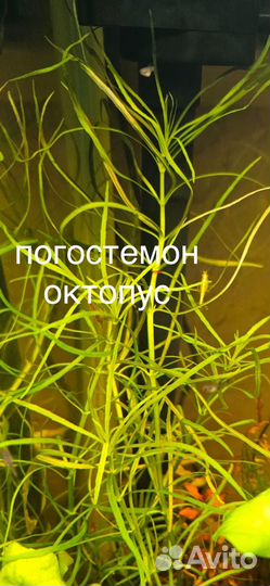 Отдам излишки аквариумных растений