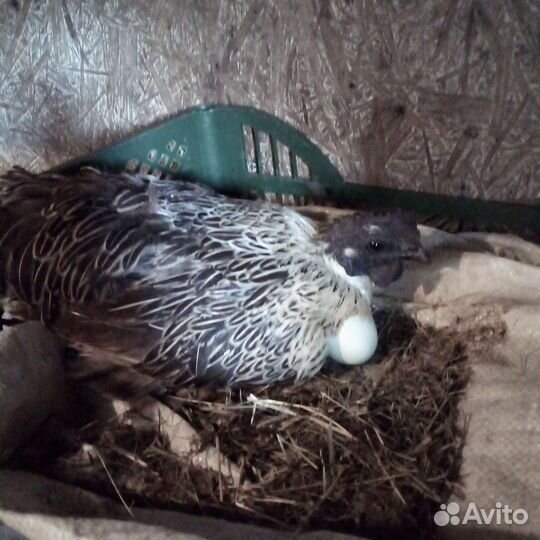 Лакеданзи цыплята,петухи.Русская хохл.яйцо перепел