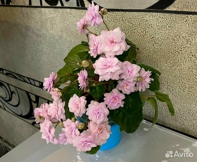 Сортовые фиалки