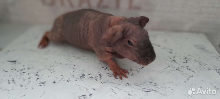 Морская свинка скинни